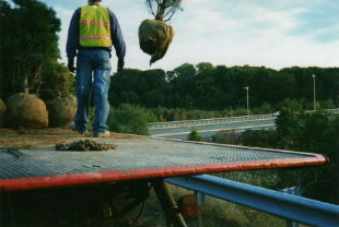 Using crane to plant trees on highway