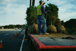 Flatbeds & crane used in highway beautification