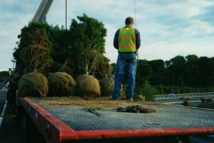Workers skilled in highway beautification & tree planting