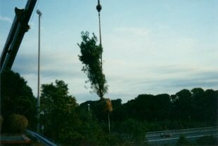 Tree being set in place during highway beautification